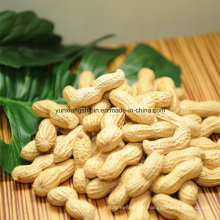 Roasted Peanut Inshell, Roasted Groundnut New Crop Best Price